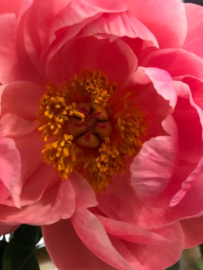 Composizione - Fiori, 2019 (foto) da Cécile Jamet