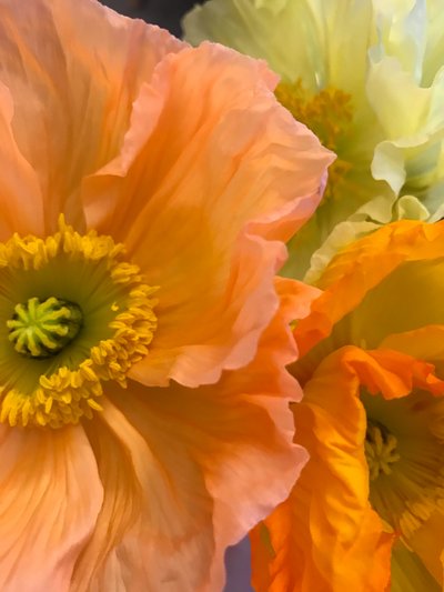 Composizione - Fiori, 2019 (foto) da Cécile Jamet