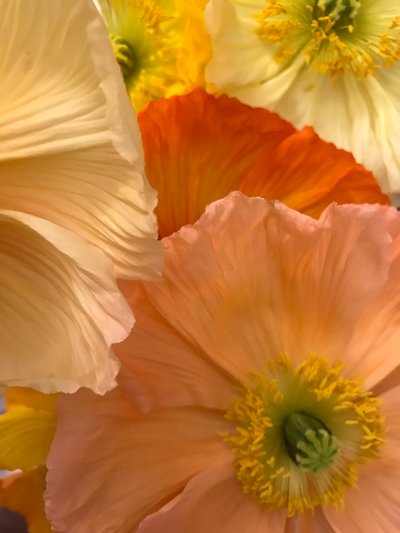 Composizione - Fiori, 2019 (foto) da Cécile Jamet