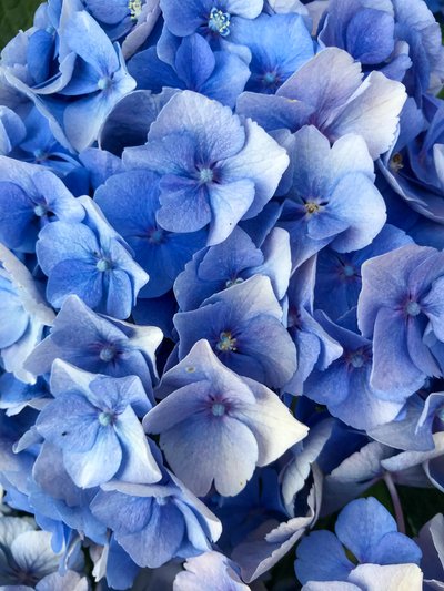 Composizione - Fiori, 2019 (foto) da Cécile Jamet