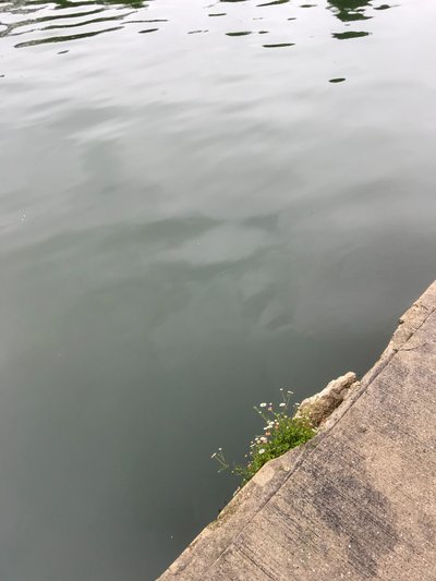 Composizione, 2019 (foto) da Cécile Jamet