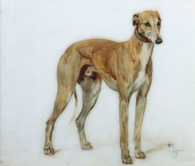 Un levriero fulvo, 1897 da Cecil Charles Windsor Aldin