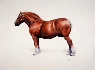 Un campione di Suffolk Punch da Cecil Charles Windsor Aldin