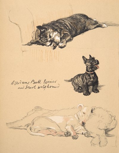 Aberdeens, Bull-Terrier e Levriero Irlandese, 1930, Illustrazioni dal suo Sketch Book usato per Just Among Friends, Aldin, Cecil Charles Windsor (1870-1935), successivamente pubblicato da Eyre and Spottiswoode Limited da Cecil Charles Windsor Aldin