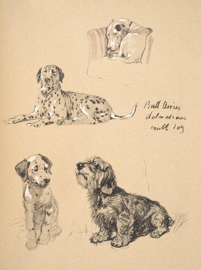 Bull Terrier, Dalmata e Cane Bastardo, 1930, Illustrazioni dal suo Sketch Book usato per Just Among Friends, Aldin, Cecil Charles Windsor (1870-1935), successivamente pubblicato da Eyre and Spottiswoode Limited da Cecil Charles Windsor Aldin