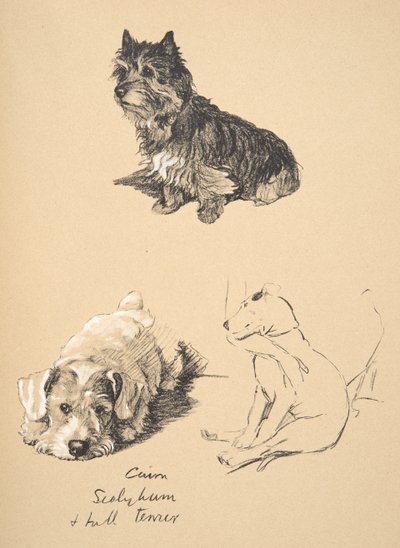 Cairn, Sealyham e Bull Terrier, 1930, Illustrazioni dal suo Sketch Book usato per Just Among Friends, Aldin, Cecil Charles Windsor (1870-1935), successivamente pubblicato da Eyre and Spottiswoode Limited, 1934 da Cecil Charles Windsor Aldin