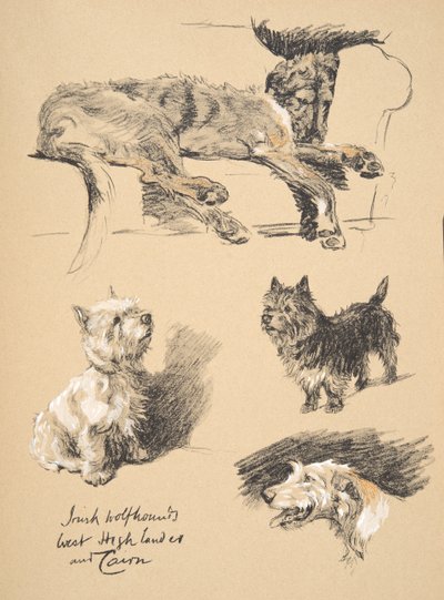 Levriero Irlandese, West Highlander e Cairn, 1930, Illustrazioni dal suo Sketch Book usato per 