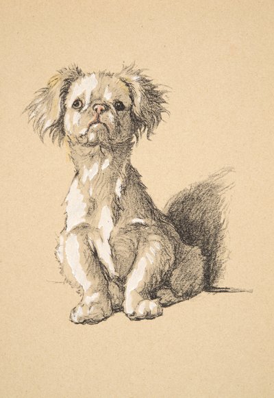 Peke, 1930, Illustrazioni dal suo Sketch Book usato per Just Among Friends, Aldin, Cecil Charles Windsor (1870-1935), successivamente pubblicato da Eyre and Spottiswoode Limited, 1934 da Cecil Charles Windsor Aldin
