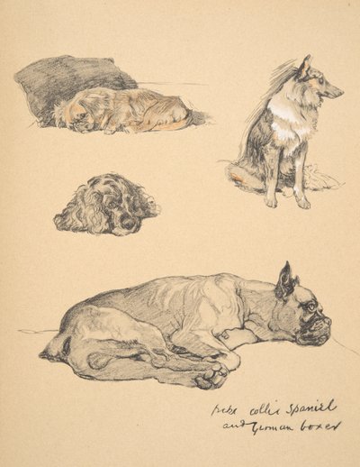 Peke, Collie, Spaniel e Boxer Tedesco, 1930, Illustrazioni dal suo Sketch Book per 