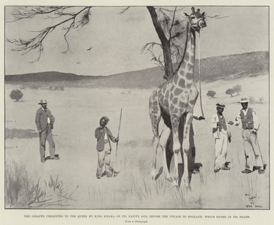 La giraffa presentata alla Regina dal Re Khama sul suo suolo natale prima del viaggio in Inghilterra, che terminò con la sua morte da Cecil Charles Windsor Aldin