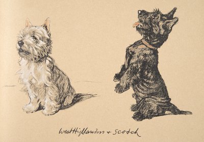 West Highlander e Scotch, 1930, Illustrazioni dal suo Sketch Book usato per 