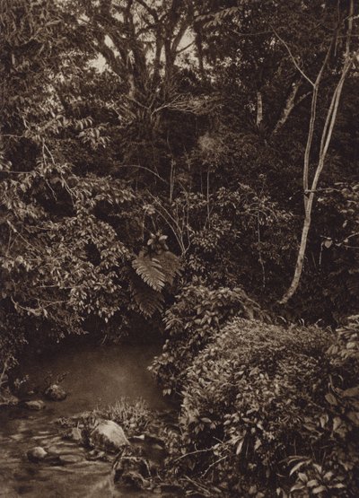 Messico: Foresta vicino a Mirador, Panorama di foresta vergine da Cecile Seler Sachs