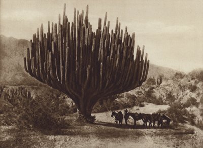 Messico: Cactus a forma di candelabro, Oaxaca da Cecile Seler Sachs