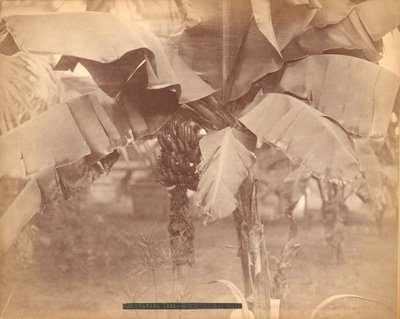 Albero di banane, Horticultural Hall, Centennial Exhibition, Philadelphia da Centennial Photographic Co.