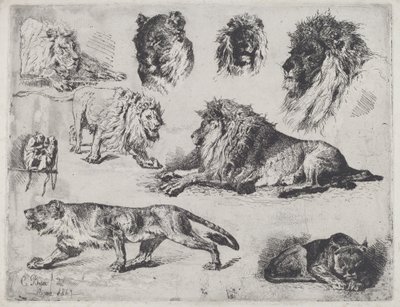 Studio di leoni da Cesare Biseo