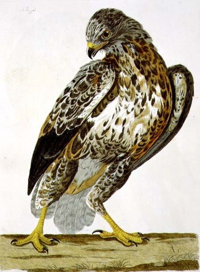 La poiana (Buteo buteo), tavola da 