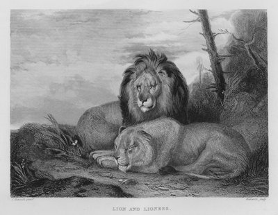 Leone e Leonessa (incisione) da Charles (after) Hancock