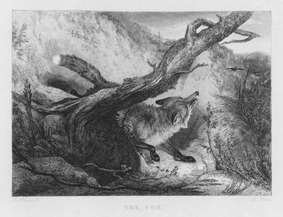 La Volpe (incisione) da Charles (after) Hancock