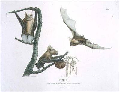 Rhinolophus Crumeniferus, un pipistrello a ferro di cavallo, da Timor, tavola 35 da 