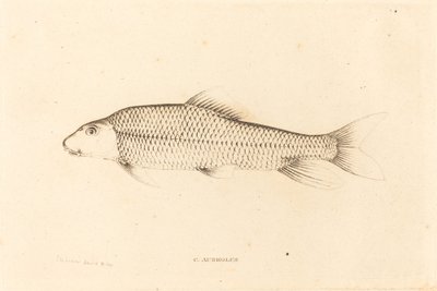 C. Aureolus da Charles Alexandre Lesueur