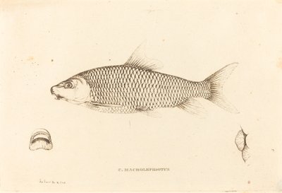 C. Macrolepidotus da Charles Alexandre Lesueur