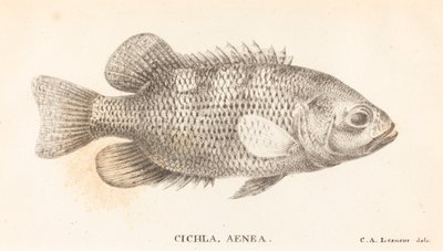 Cichla, Aenea da Charles Alexandre Lesueur