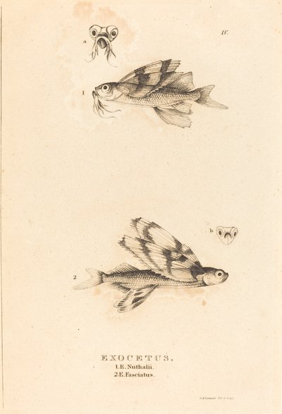 Exocetus da Charles Alexandre Lesueur