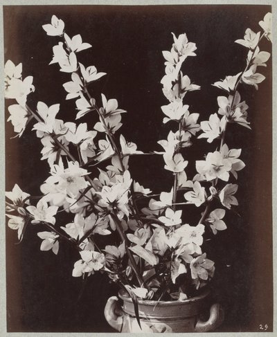 Studio di fiori con vaso di Colonia da Charles Aubry (manner of)