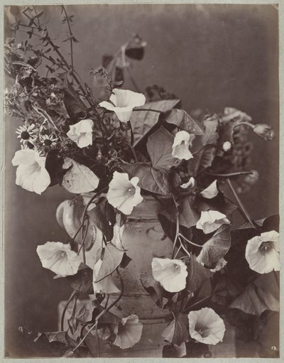 Studio di fiori con vaso di Colonia da Charles Aubry (manner of)
