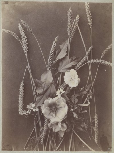 Studio di fiori con spighe di grano da Charles Aubry (manner of)