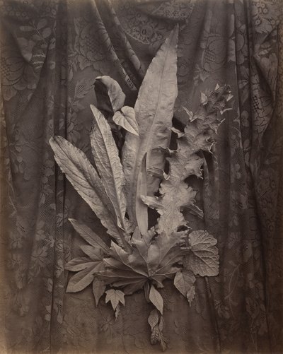 [Una disposizione di foglie di tabacco e di erba]. da Charles Aubry