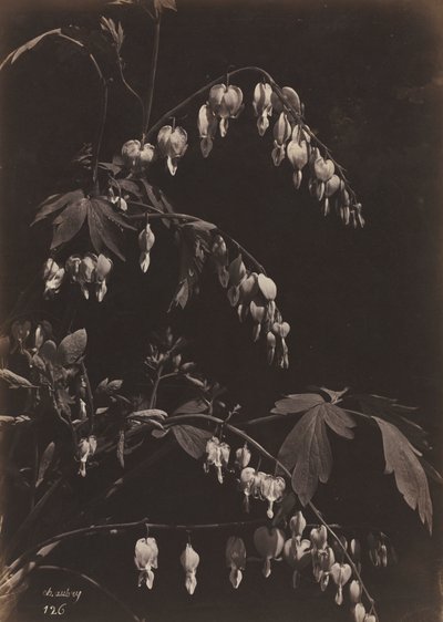 Natura morta floreale Cuori sanguinanti, c. 1865 da Charles Aubry