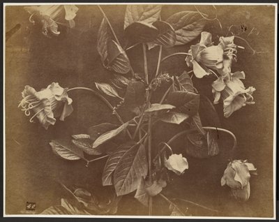 [Vite in fiore] da Charles Aubry