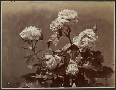 [Rose] da Charles Aubry