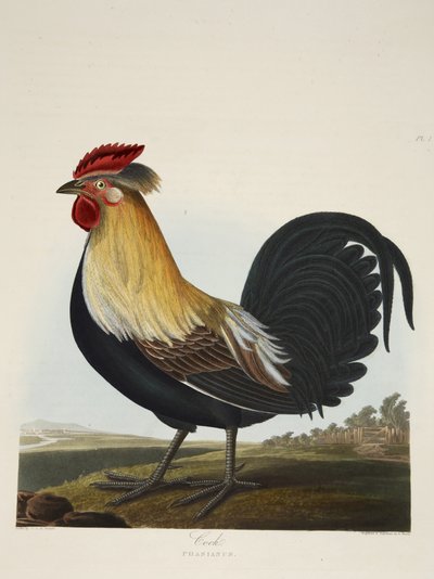 Gallo, Phasianus, da 