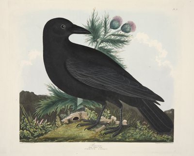 Corvo, Corvus Corai, da 