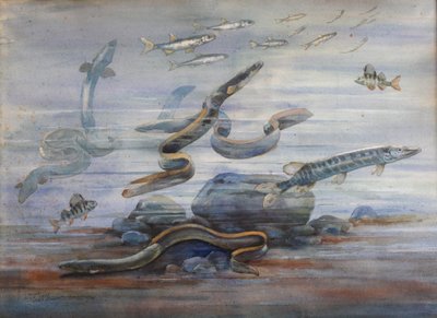 Pesci marini, c.1907 da Charles Bernier
