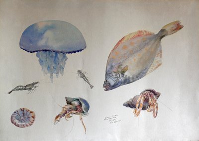Acquerello con meduse, c.1901 da Charles Bernier