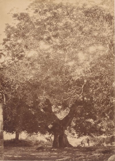 Il noce dell