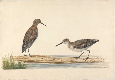 Una coppia di piro-piro da Charles Collins