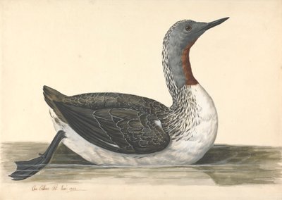 Un tuffatore dalla gola rossa, giugno 1742 da Charles Collins