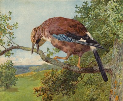 Ghiandaia eurasiatica da Charles Collins