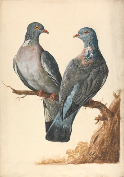 Due Piccioni Selvatici da Charles Collins