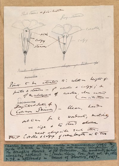 Schizzo autografo dei fiori dimorfici della primula, 1861 da Charles Darwin