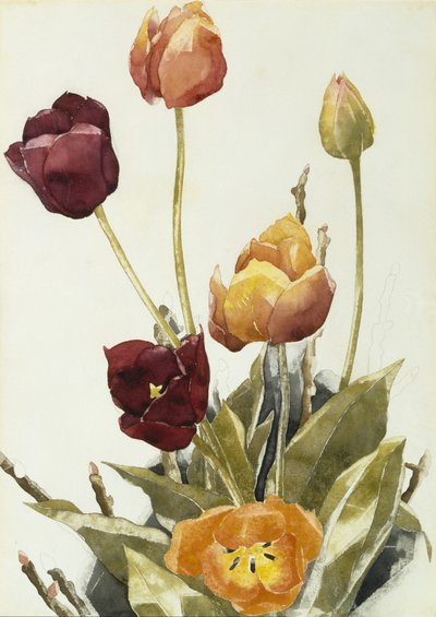Tulipani, 1933 da Charles Demuth