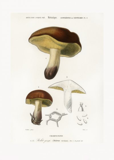 Fungo (Boletus circinans) da Charles Dessalines D