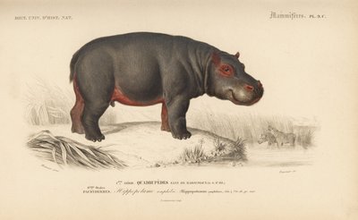 Ippopotamo, da "Dictionnaire Universel d