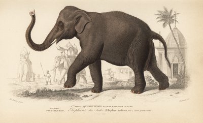 Elefante indiano, da "Dictionnaire Universel d