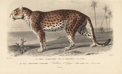 Leopardo, da "Dictionnaire Universel d