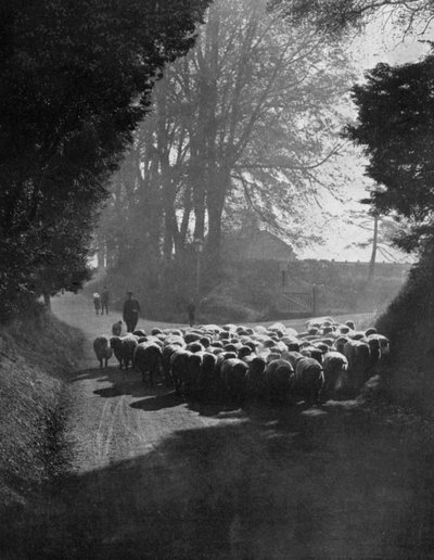Pecore in cammino verso la Fiera delle Pecore di Wilton, Wilton, Wiltshire, 1924-1926 da Charles E. Brown